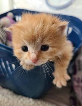 Domestic Medium Hair Cats Available for Adoption in Salinas, California - Blaze | PetCurious