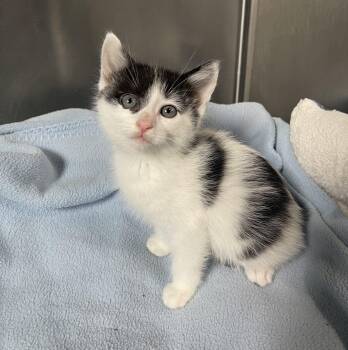 Domestic Short Hair Cats Available for Adoption in Lathrop, California - Wendy | PetCurious