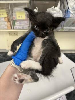 A228633 -  Domestic Short Hair Cat for Adoption in Woodland, California - A228633 | PetCurious