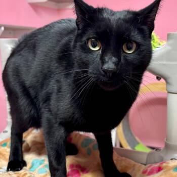 Domestic Short Hair Cats Available for Adoption - Strawberry Boy | PetCurious