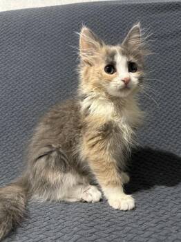 Bambi -  Domestic Long Hair Cat for Adoption in Chicago, Illinois - Bambi | PetCurious