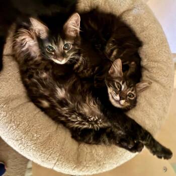 Margo -  Domestic Medium Hair Cat for Adoption in Houston, Texas - Margo | PetCurious