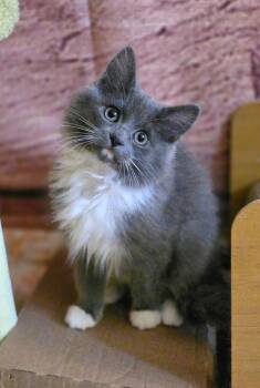Bramble -  Domestic Long Hair Cat for Adoption in Beaverton, Oregon - Bramble | PetCurious