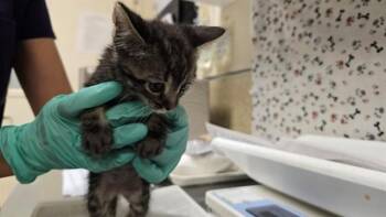 INCUBUS -  Domestic Short Hair Cat for Adoption in Riverside, California - INCUBUS | PetCurious