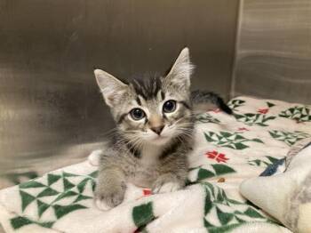 Domestic Short Hair Cats Available for Adoption in Tustin, California - HILO | PetCurious