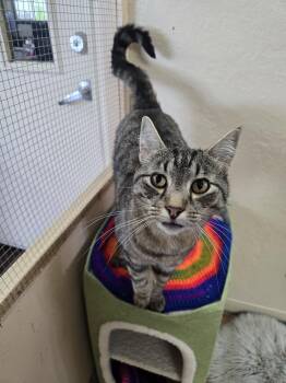 Domestic Short Hair Cats Available for Adoption in Prineville, Oregon - Carlos | PetCurious