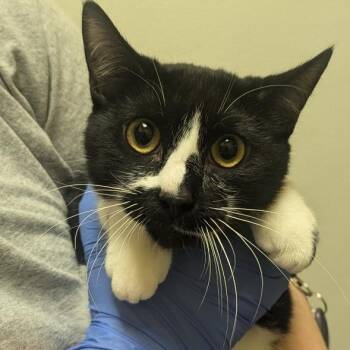 Domestic Short Hair Cats Available for Adoption in Charlottesville, Virginia - Ube | PetCurious