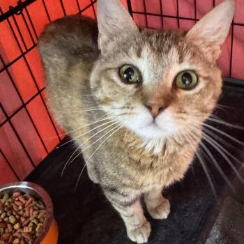 Goldie -  Domestic Short Hair Cat for Adoption in Mokena, Illinois - Goldie | PetCurious