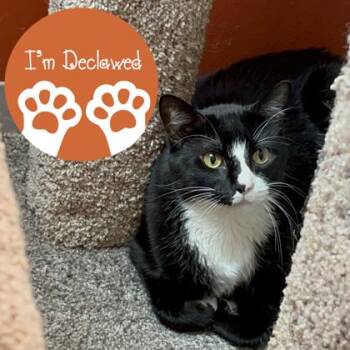 Carol -  Domestic Short Hair Cat Available for Adoption in Janesville, Wisconsin - Carol | PetCurious