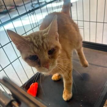 Ginger -  Domestic Short Hair Cat for Adoption in Huntington, West Virginia - Ginger | PetCurious