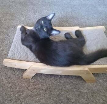 Sybock -  Domestic Medium Hair Cat for Adoption in Tucson, Arizona - Sybock | PetCurious