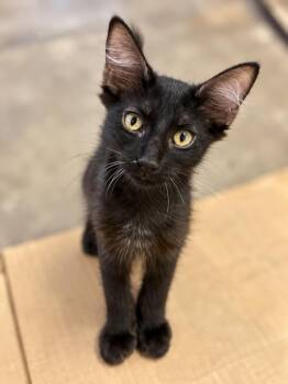 Jazz Plush -  Domestic Medium Hair Cat for Adoption in Chandler, Arizona - Jazz Plush | PetCurious