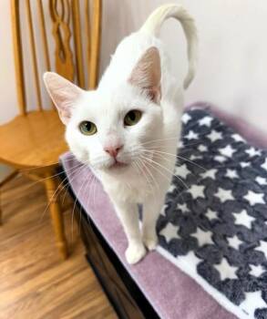 Rescue Extra Toes Cat Hemingway Polydactyl Cats for Adoption in Medina, Ohio - Blanca | PetCurious