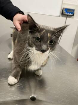 Domestic Short Hair Cats Available for Adoption in Winnipeg, Manitoba - Peaches | PetCurious