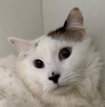 Domestic Medium Hair and Domestic Short Hair Cats Available for Adoption in Palm Coast, Florida - Cutie Pie | PetCurious