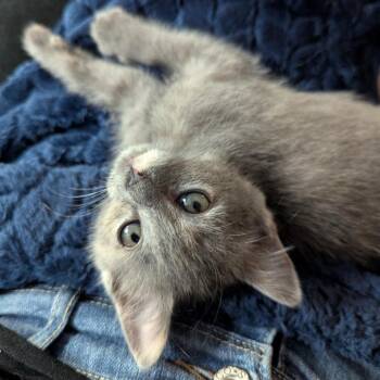 Kairi -  Domestic Short Hair Cat for Adoption in Westminster, California - Kairi | PetCurious
