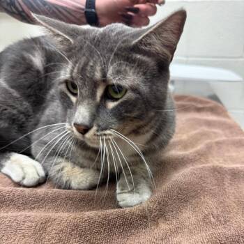 Fluorescent Fiji -  Domestic Short Hair Cat for Adoption in Murray, Utah - Fluorescent Fiji | PetCurious
