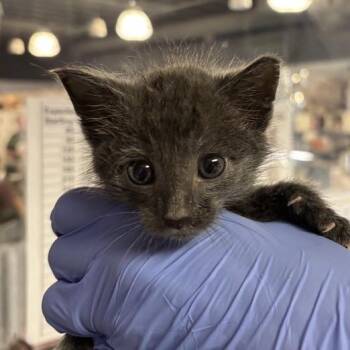 Redwood -  Domestic Short Hair Cat for Adoption in Salt Lake City, Utah - Redwood | PetCurious
