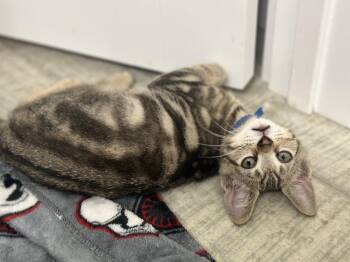 Professer -  Domestic Short Hair Cat for Adoption in Largo, Florida - Professer | PetCurious