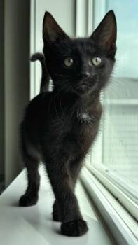 Domestic Short Hair Cats Available for Adoption in Seattle, Washington - Belson | PetCurious