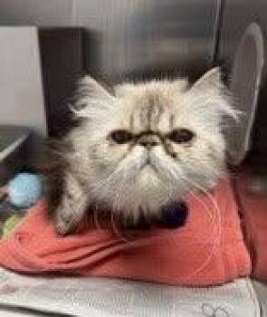 STORMIE -  Persian Cat for Adoption in Toronto, Ontario - STORMIE | PetCurious