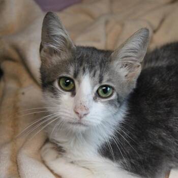 Mr. Frog -  Domestic Short Hair Cat for Adoption in Hattiesburg, Mississippi - Mr. Frog | PetCurious