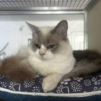 Ragdoll Cats Available for Adoption in Lehigh Acres, Florida - Alan | PetCurious