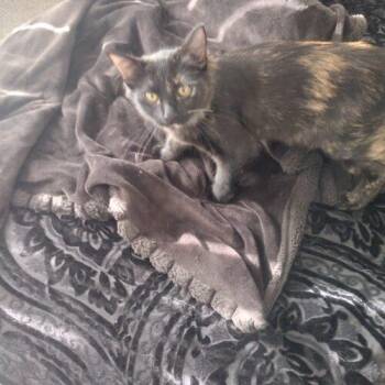 Winnie -  Domestic Short Hair Cat for Adoption in Tampa, Florida - Winnie | PetCurious