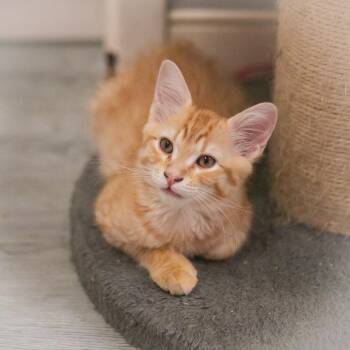 Newton -  Maine Coon and Domestic Long Hair Cat for Adoption in St. Augustine, Florida - Newton | PetCurious