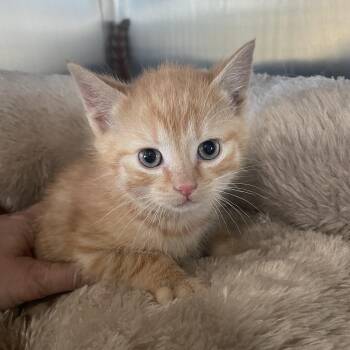 Domestic Short Hair Cats Available for Adoption in Lenoir City, Tennessee - Frankie | PetCurious