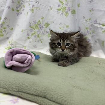 Angelou -  Domestic Long Hair Cat for Adoption in Bear, Delaware - Angelou | PetCurious