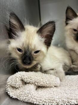 Sale -  Siamese Cat for Adoption in Marietta, Georgia - Sale | PetCurious