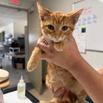 Wyatt -  Domestic Short Hair Cat for Adoption in Canton, Illinois - Wyatt | PetCurious