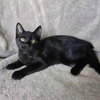 Charlotte Pickles -  Domestic Short Hair Cat for Adoption in Union, Missouri - Charlotte Pickles | PetCurious
