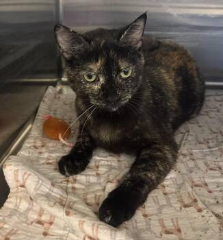 Larisa 6-2 -  Domestic Short Hair Cat for Adoption in Dayton, Minnesota - Larisa 6-2 | PetCurious