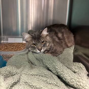 Rescue Domestic Short Hair Cats for Adoption in Lake Jackson, Texas - Storm | PetCurious