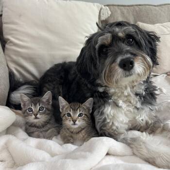 Domestic Short Hair Cats Available for Adoption in Chicago, Illinois - Side Of Gravy | PetCurious