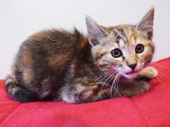 A922212 -  Domestic Short Hair Cat for Adoption in Sacramento, California - A922212 | PetCurious