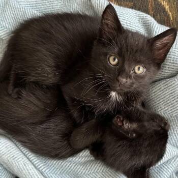 Domestic Short Hair Cats Available for Adoption in Richmond, Virginia - Monster Energy | PetCurious