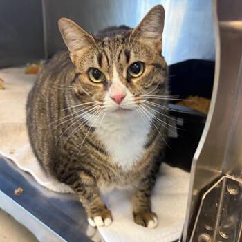 Little Baby -  Domestic Short Hair Cat for Adoption in Nashville, Tennessee - Little Baby | PetCurious