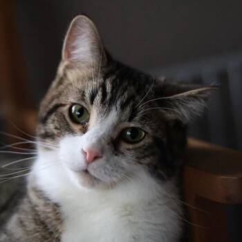 Tabby Cats Available for Adoption - Rory | PetCurious