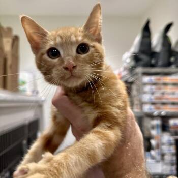 Rubi -  Domestic Short Hair Cat for Adoption in Matteson, Illinois - Rubi | PetCurious