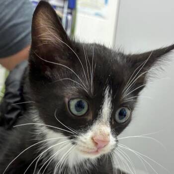 Dunglap -  Domestic Short Hair Cat for Adoption in Corpus Christi, Texas - Dunglap | PetCurious