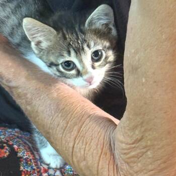 Sage -  Domestic Short Hair Cat for Adoption in Houston, Texas - Sage | PetCurious