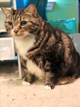 Rescue Domestic Short Hair Cats for Adoption in Derwood, Maryland - Omega | PetCurious