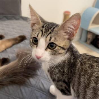 Neil -  Domestic Short Hair Cat for Adoption in Las Vegas, Nevada - Neil | PetCurious