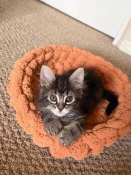 Domestic Medium Hair Cats Available for Adoption in Tucson, Arizona - Parcel | PetCurious