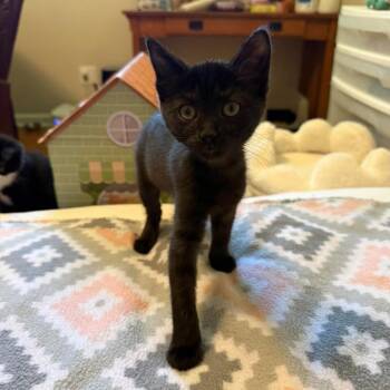 Pomni -  Domestic Short Hair Cat for Adoption in Springfield, Ohio - Pomni | PetCurious