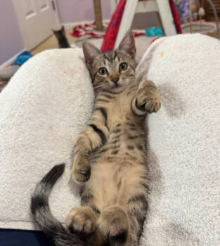 Rescue Domestic Short Hair Cats for Adoption in Herndon, Virginia - Buttercup (& Fifi) Bonded | PetCurious