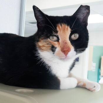 Sandy Squirrel -  Domestic Short Hair Cat for Adoption in Seattle, Washington - Sandy Squirrel | PetCurious